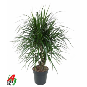 Dracaena