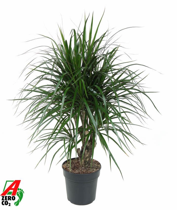 Dracaena