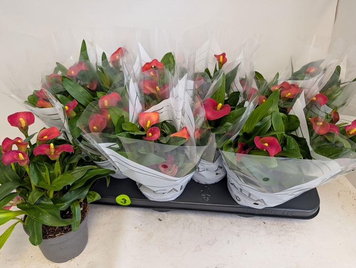 <h4>ZANT MORNING SUN</h4>