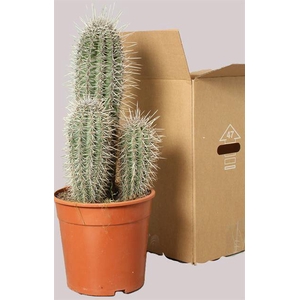 PACHYCEREUS PRINGLEI