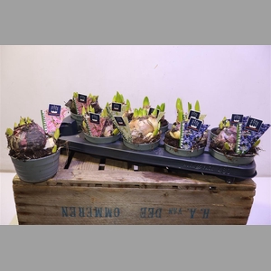 Hyacin Mult Gem 3 Kl