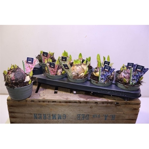 Hyacin Mult Gem 3 Kl