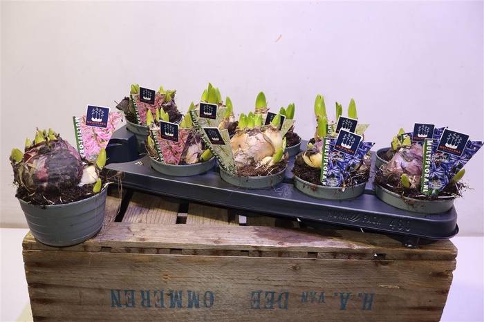 <h4>Hyacin Mult Gem 3 Kl</h4>