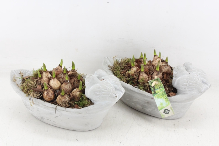 <h4>arr4 Muscari JS - Vogel ovaal small</h4>