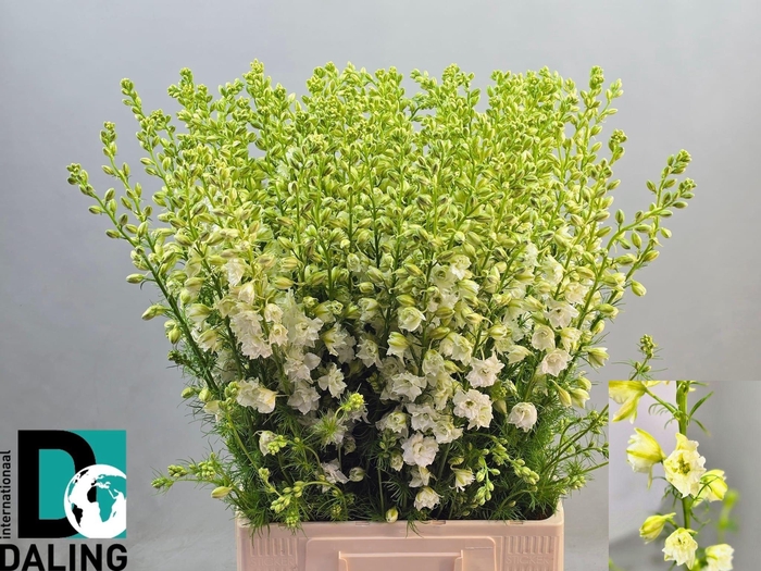 <h4>Cons R Q White</h4>