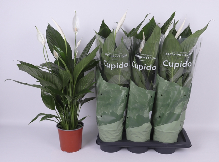 <h4>SPATH BINGO CUPIDO</h4>