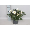 Helleborus Mont Blanc