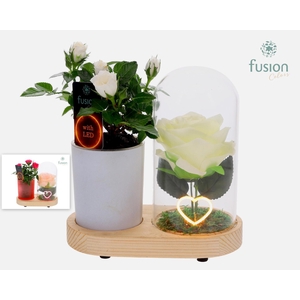 LED Lichtbal Hart houten planter met Potroos