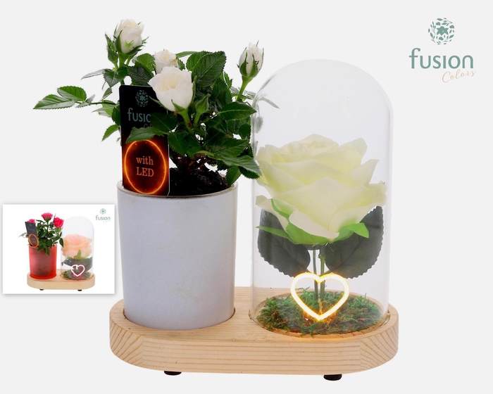 <h4>LED Lichtbal Hart houten planter met Potroos</h4>