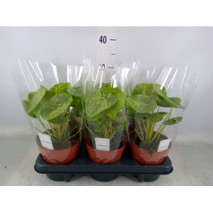 Pilea peperomoides