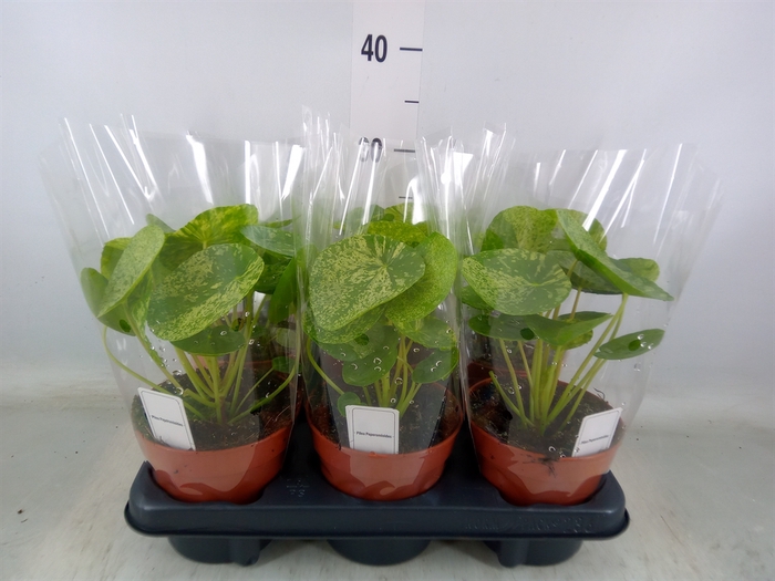 <h4>Pilea peperomoides</h4>