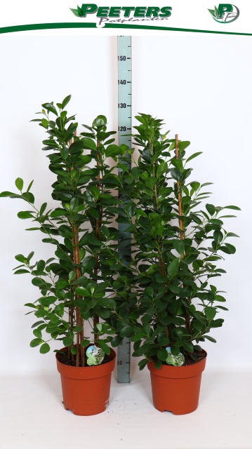 Ficus Microcapra Moclame 27Ø 120cm 6pp