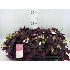 Oxalis trian. 'Mijke'