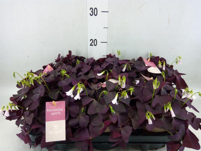 <h4>Oxalis trian. 'Mijke'</h4>