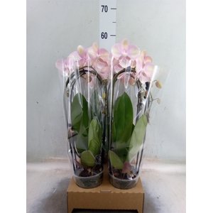 Phalaenopsis  'Elegant Cascade'