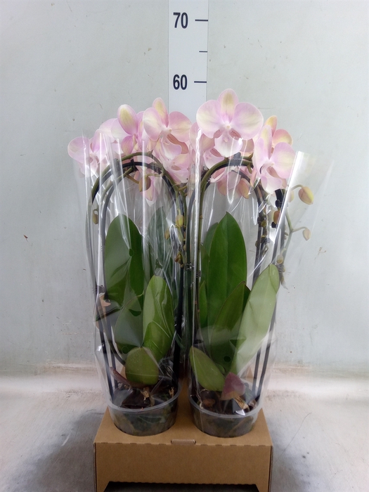 <h4>Phalaenopsis  'Elegant Cascade'</h4>