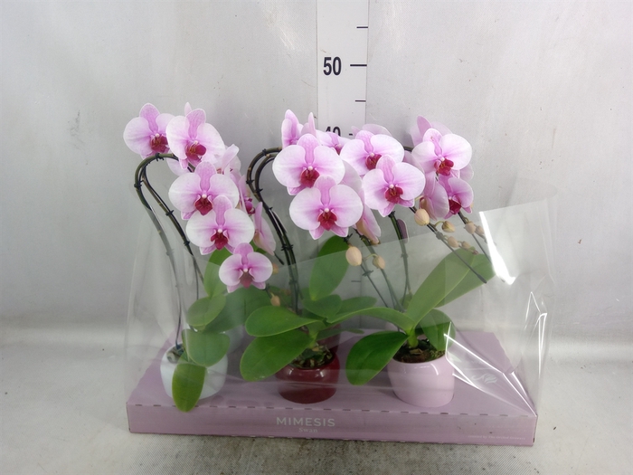 <h4>Phalaenopsis   ...rose</h4>