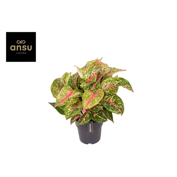 <h4>Aglaonema Avocado Red</h4>