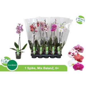 PHAL GEM