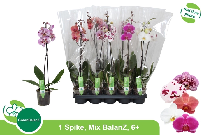 <h4>PHAL GEM</h4>