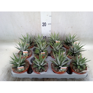 Haworthia fasciala 'Big Band'