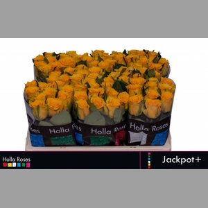 R GR JACKPOT+
