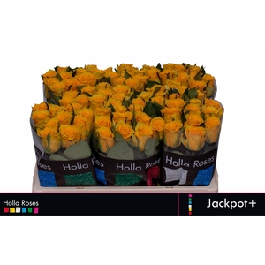 R GR JACKPOT+