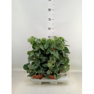 Scindapsus pictus 'Silvery Ann'