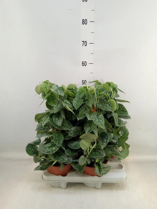 <h4>Scindapsus pictus 'Silvery Ann'</h4>