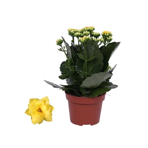 <h4>Kalanchoe Rosalina 12cm Don Amarillo geel, Zonder hoes</h4>