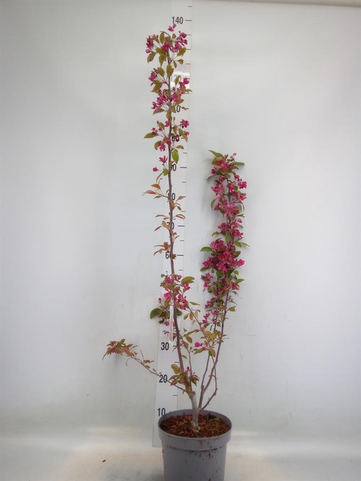 <h4>Malus  'Profusion'</h4>