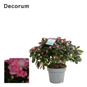 Azalea 13 cm Bont - Decorum