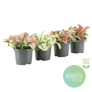 Hypoestes Mix 2-3 srt.