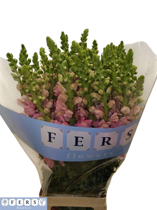 <h4>ANTIR POTO PINK</h4>