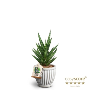 SANSEVIERIA TRIFASCIATA