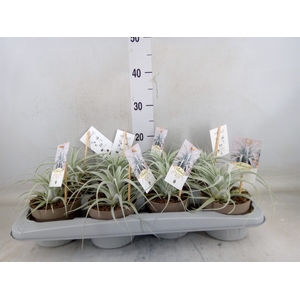Tillandsia xerographica