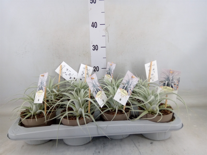 <h4>Tillandsia xerographica</h4>