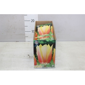 Bol Tulp Blushing Lady 10 Zakjes X7