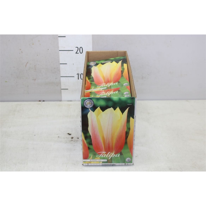 <h4>Bol Tulp Blushing Lady 10 Zakjes X7</h4>