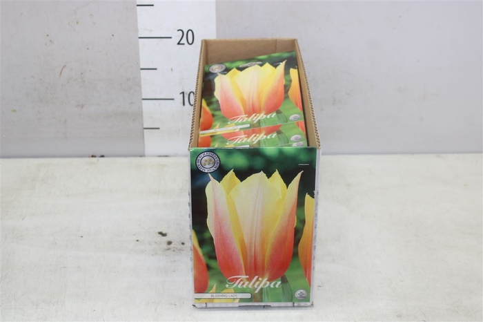 Bol Tulp Blushing Lady 10 Zakjes X7