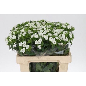 Di Barb Duke White Bre