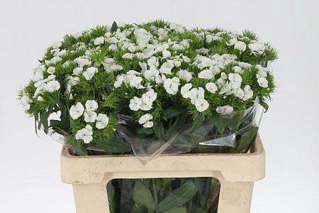 <h4>Di Barb Duke Bre</h4>