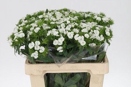 <h4>Di Barb Duke White Bre</h4>