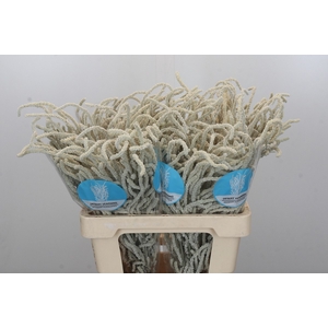 Amaranthus Yearming Desert