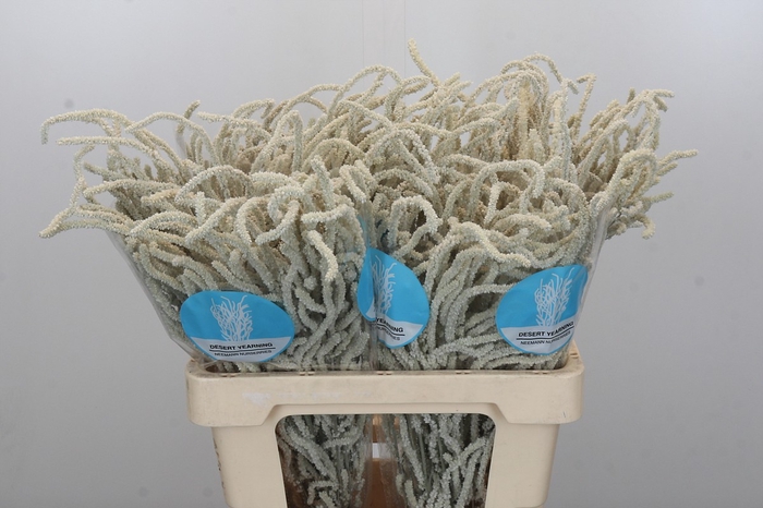 <h4>Amaranthus Yearming Desert</h4>