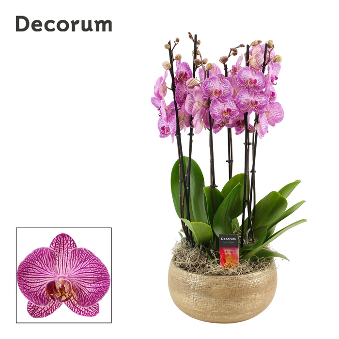 <h4>Aurelie 6 tak symphony purple (Deco-collection)</h4>