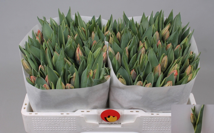 <h4>TU EN PINK IRENE</h4>