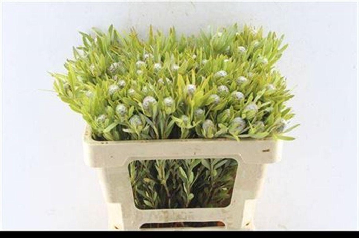 <h4>Leucad Sabulosum</h4>