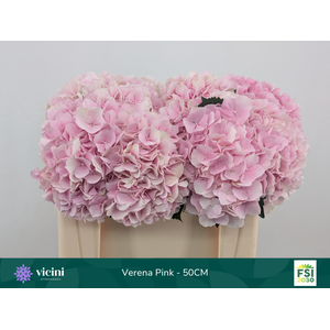 Hydr Verena Pink 50 cm Vicini
