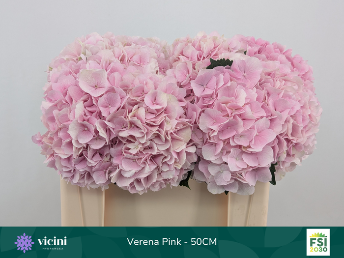 <h4>Hydr Verena Pink 50 cm Vicini</h4>
